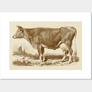 Jersey Cow Vintage Illustration Posters and Art